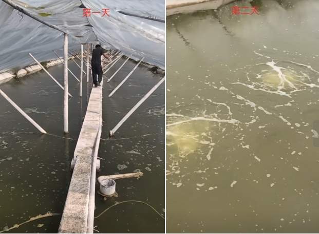 绿氮水产活菌站入驻山东东营，为对虾养殖注入新动能