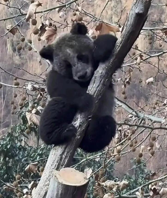 官方回应“全网最黑”大熊猫