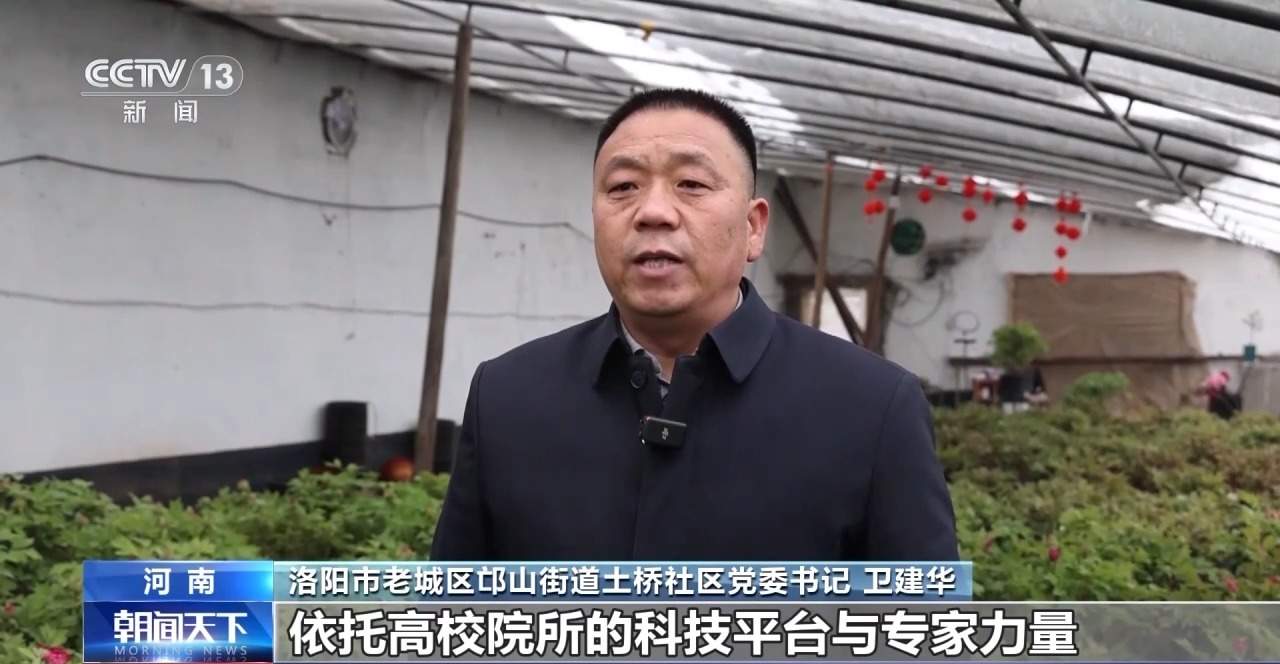 春节临近年宵花畅销！南北方偏好有不同 你选了哪一种?