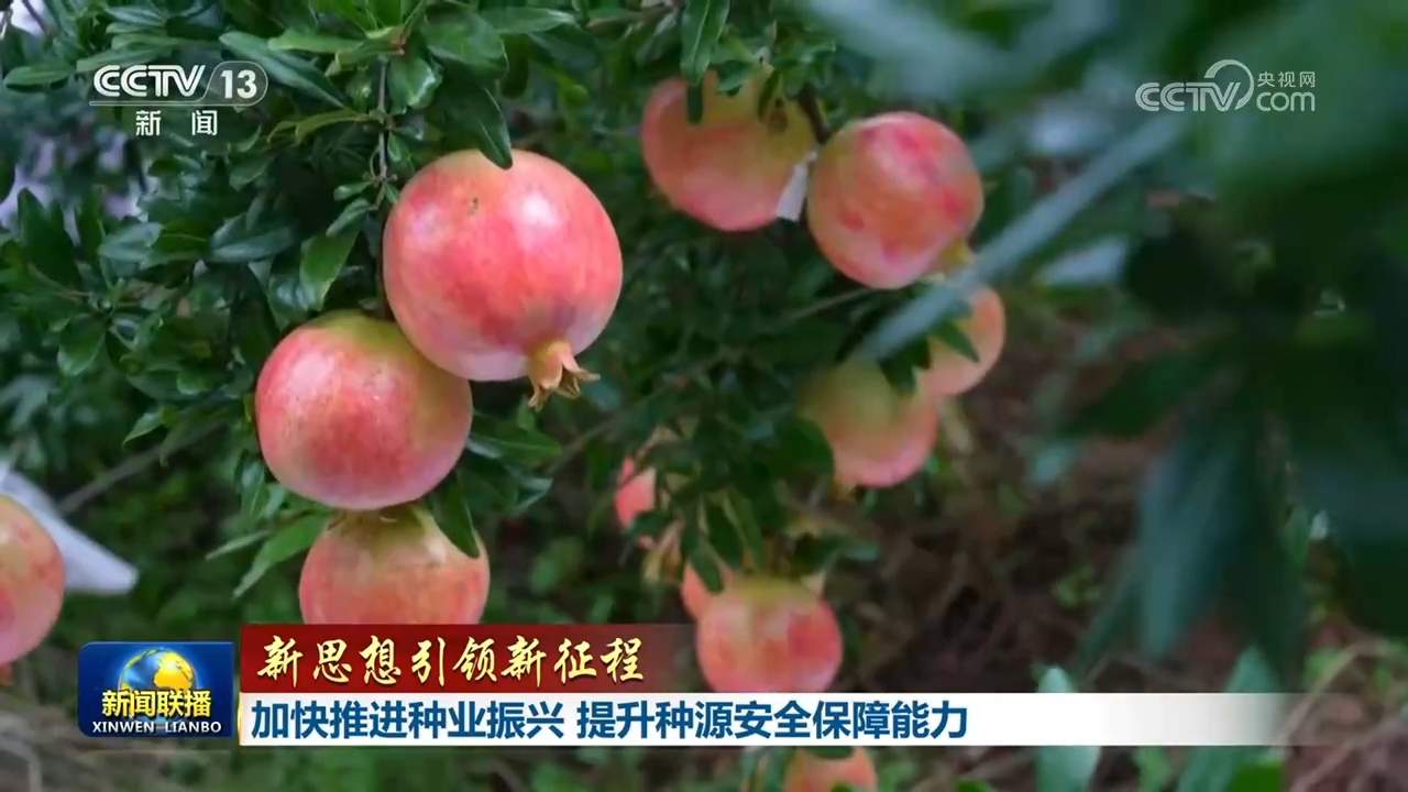 【新思想引领新征程】加快推进种业振兴 提升种源安全保障能力