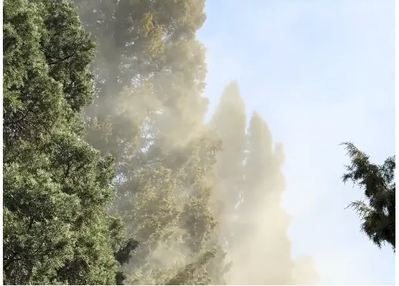 天坛公园的柏树“冒烟”了！北京：逐步更换易致敏树种