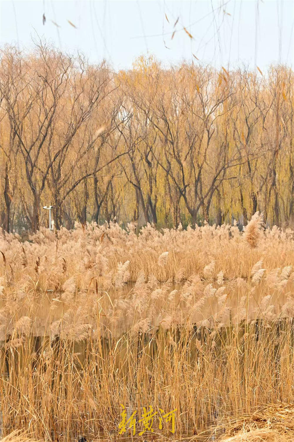 冬日芦苇别样美