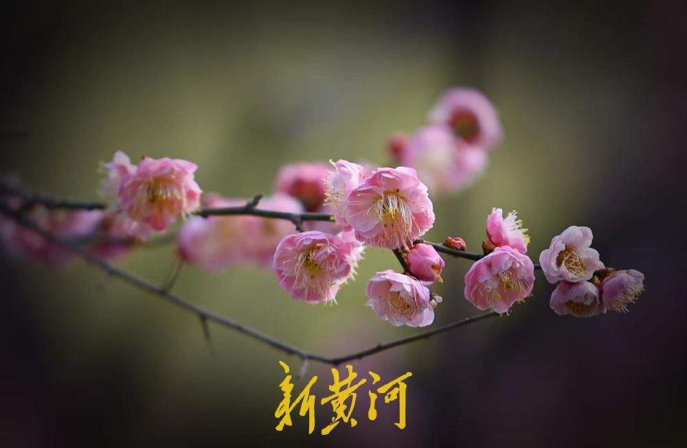 济南五龙潭泉畔红梅盛开，游人争相打卡享春光