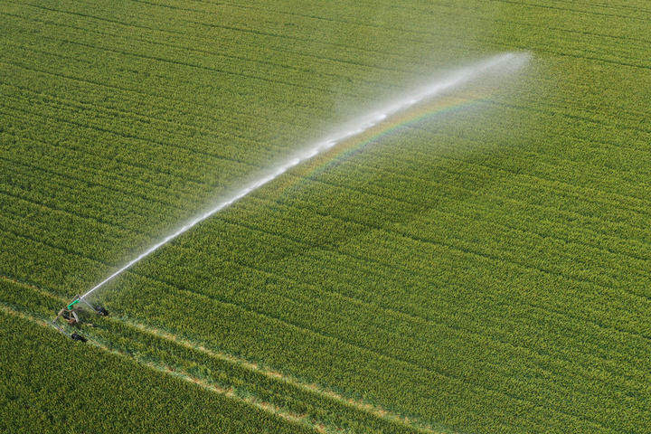 沉甸甸的收获——2025年夏季粮油收获一线观察