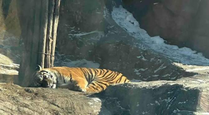 真吃不动了……300多只东北虎启动“轻断食”