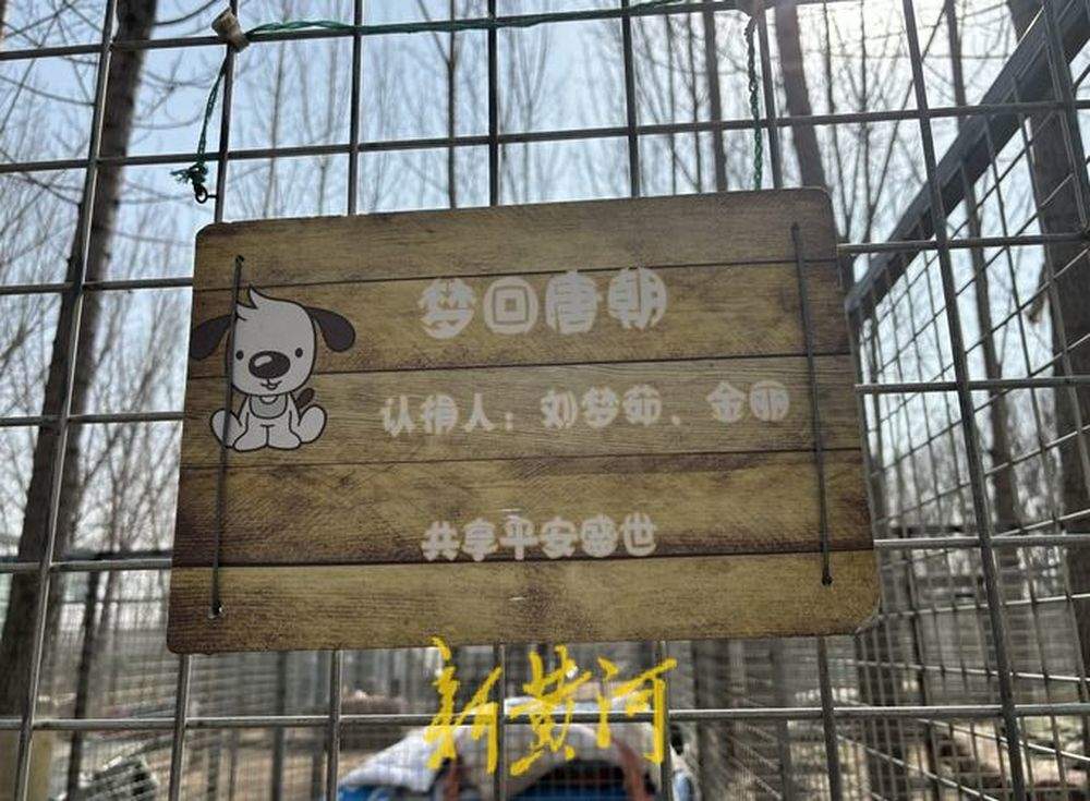 一名高校老师与她救助的800只流浪犬