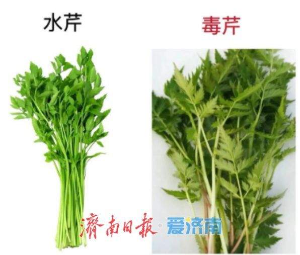 春日吃野菜不冒险：济南疾控发布“叶部可食野菜与有毒植物鉴别全攻略”