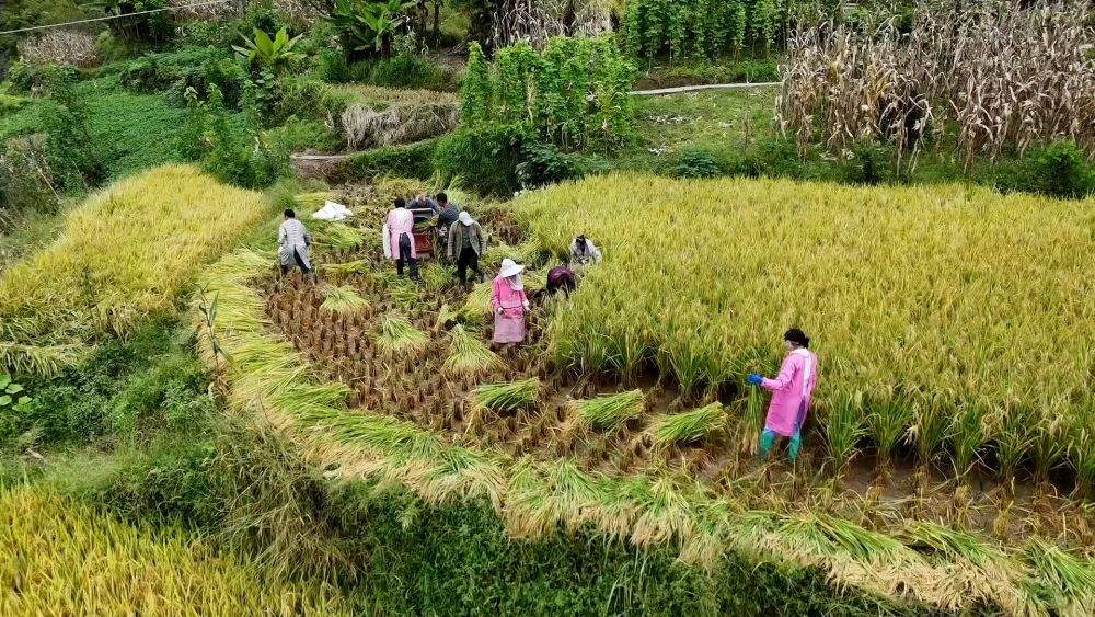 特色农业挖潜力 丰收喜悦满田间