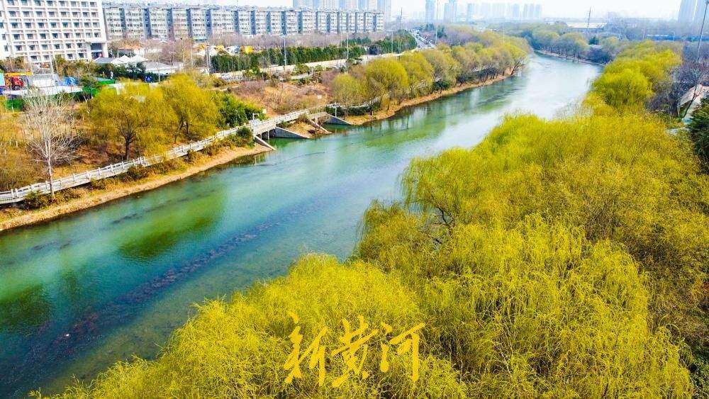 一年四季 泉在济南丨万条垂下绿丝绦 济南小清河尽染春意浓