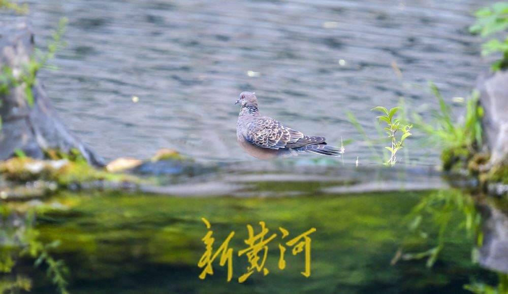 一年四季 泉在济南丨环城公园五莲泉畔 鸟儿依泉“梳妆打扮”