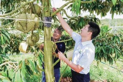 各地榴莲降价受关注，“榴莲自由”真的要来了吗？