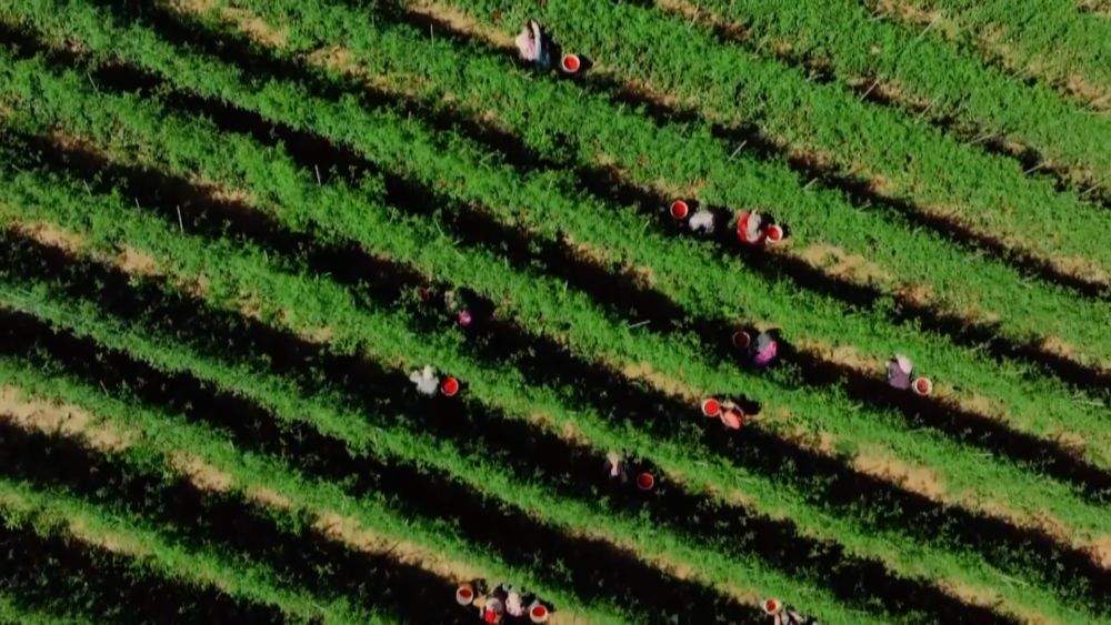 特色农业挖潜力 丰收喜悦满田间