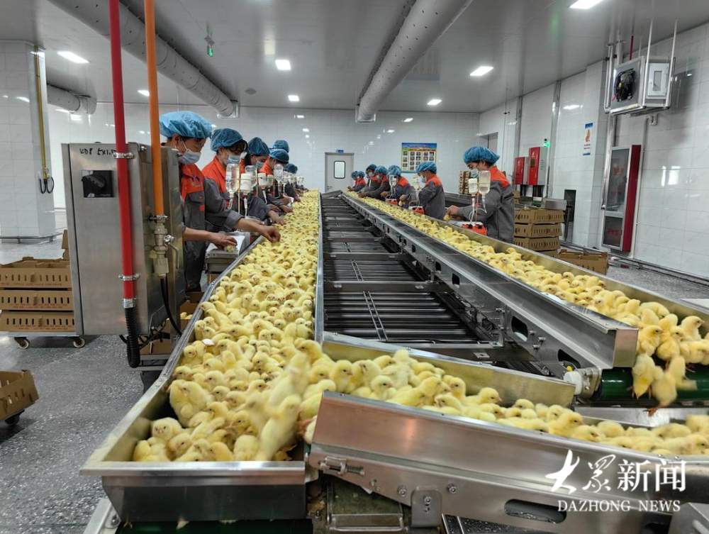 肉鸡日屠宰量占全国八分之一，山东这个村何以领跑肉鸡产业链