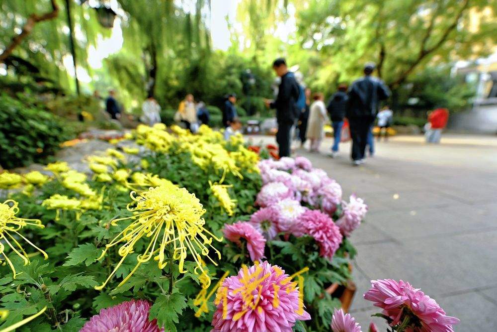 一步一景！趵突泉菊展进入最佳观赏期