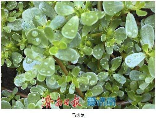 春日吃野菜不冒险：济南疾控发布“叶部可食野菜与有毒植物鉴别全攻略”