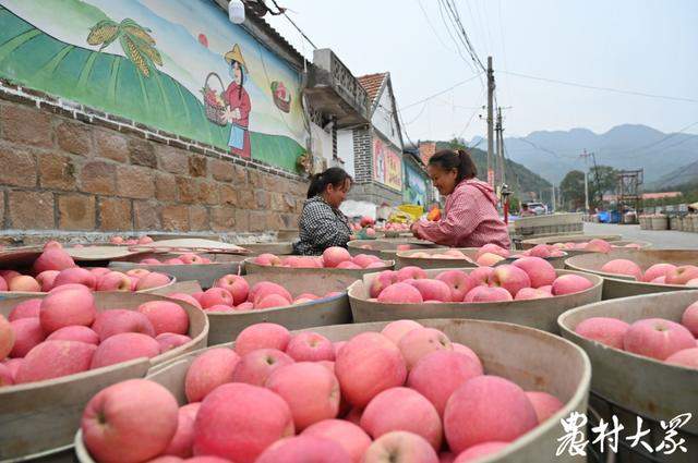 山东果品出口，持续“热辣滚烫”