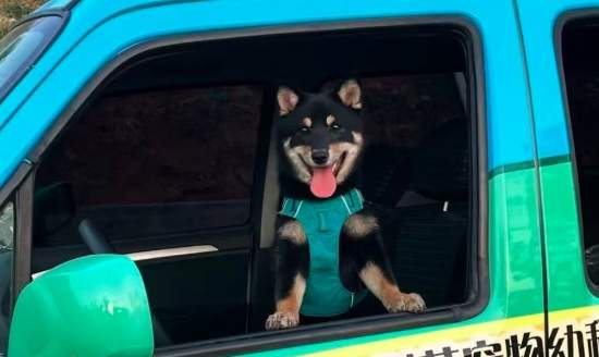 “五一”假期带火宠物寄养，济南不少门店“已满房”