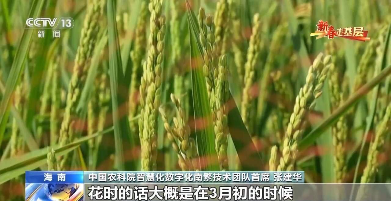 新春走基层丨水稻育种遇上AI 老专家与工程师联手“抢花期”