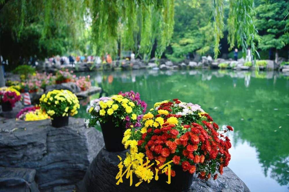 清泉映秋菊，济南趵突泉景区秋意盎然