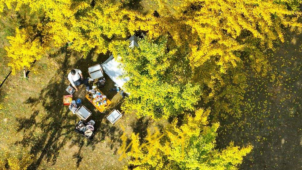 一年四季 泉在济南丨深秋百里黄河风景区，大堤戴上金绿相间的“项链”