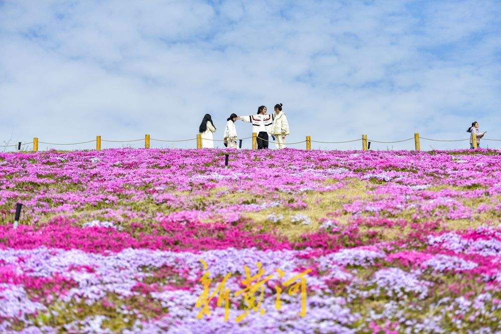 “泉”在济南过五一｜济南牧牛山公园福禄考花盛开