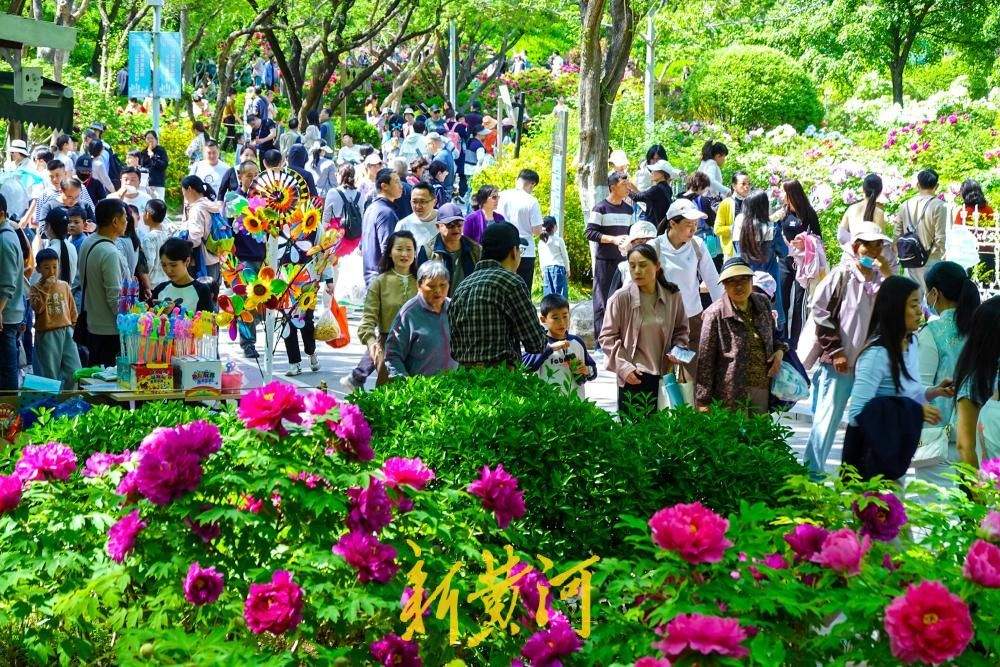 济南：4000余株、涵盖150个品种的牡丹次第盛开