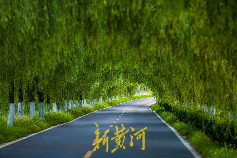 过往货车如剪刀 造就柳荫隧道