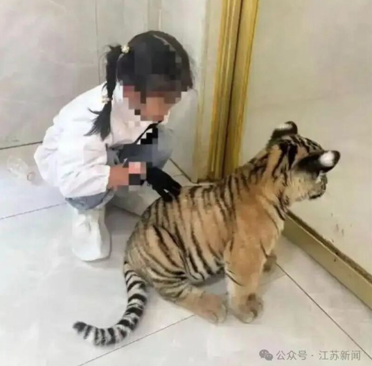 广西7岁女童被小老虎咬伤右腿 景区最新通报