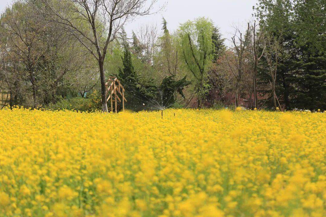 与春天来一场金色的约会，济南植物园油菜花海等你来