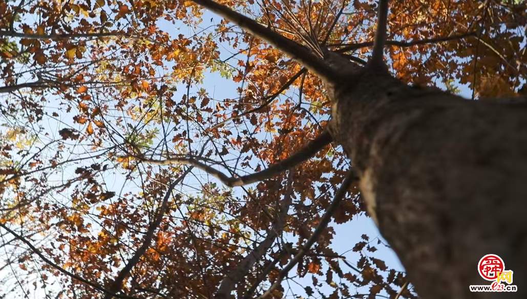 融媒·画像丨此生如橡树，风雨立青山——陈克伟的苗木人生