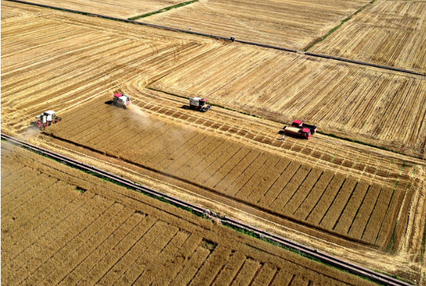挖潜“无形粮田”——山东全链条节粮减损观察