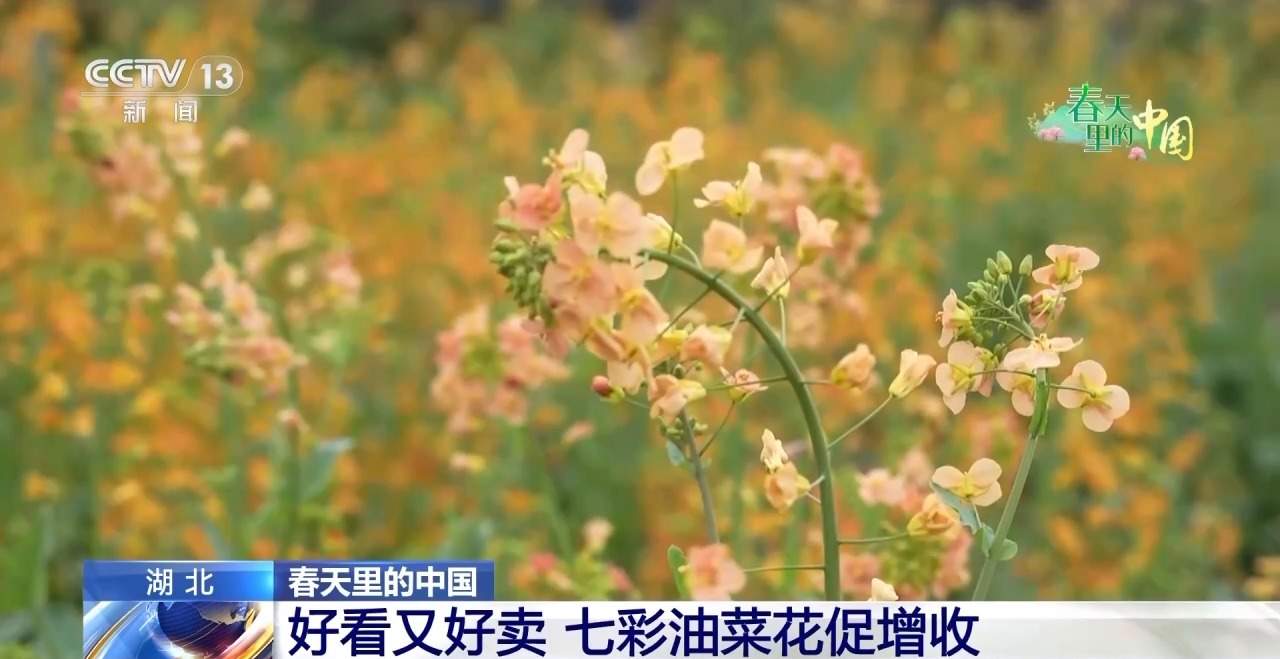 各地春日赏花有哪些好去处？请看这份赏花攻略