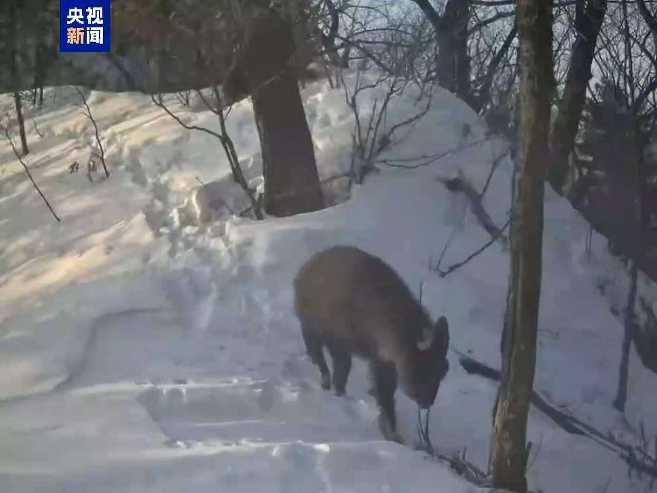 15年来首次!哈尔滨林区拍到野生长尾斑羚影像