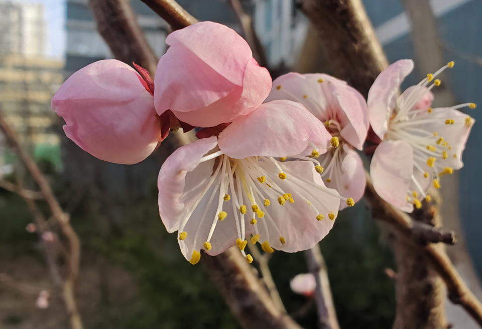 一树红杏春意浓，济南暖风轻送百花香