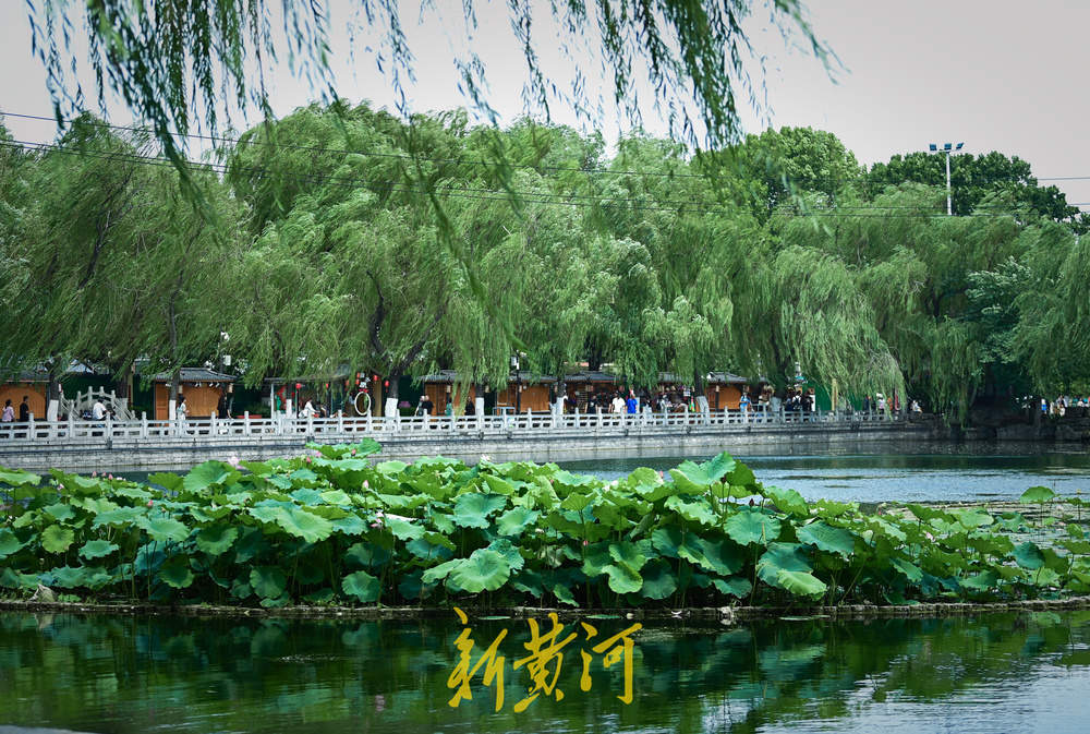 泉城暂别高温，百花洲湖畔赏荷花，丝丝凉风好惬意