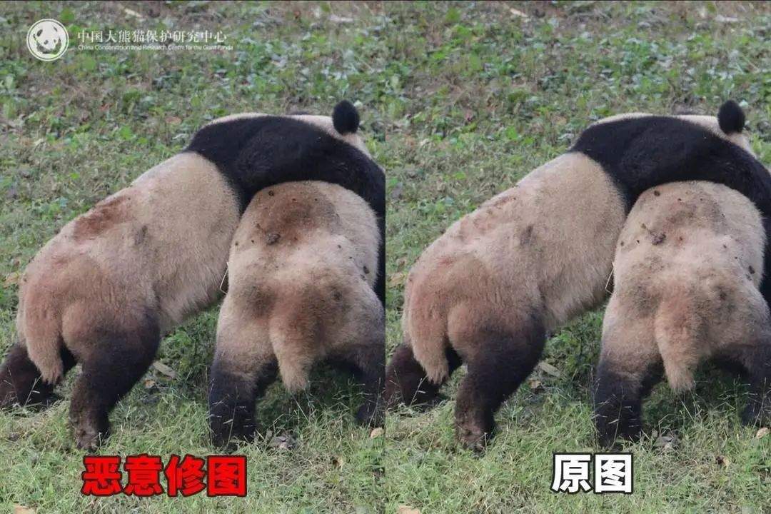 大熊猫背上有“血洞”？熊猫中心紧急发文