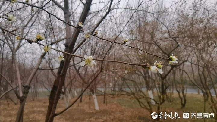 千佛山的山桃花开了！花期10天，莫错过