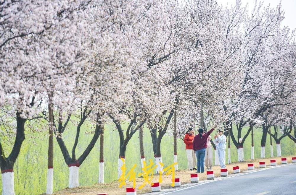 一年四季 泉在济南｜济南数十里“花海大道”亮相黄河畔