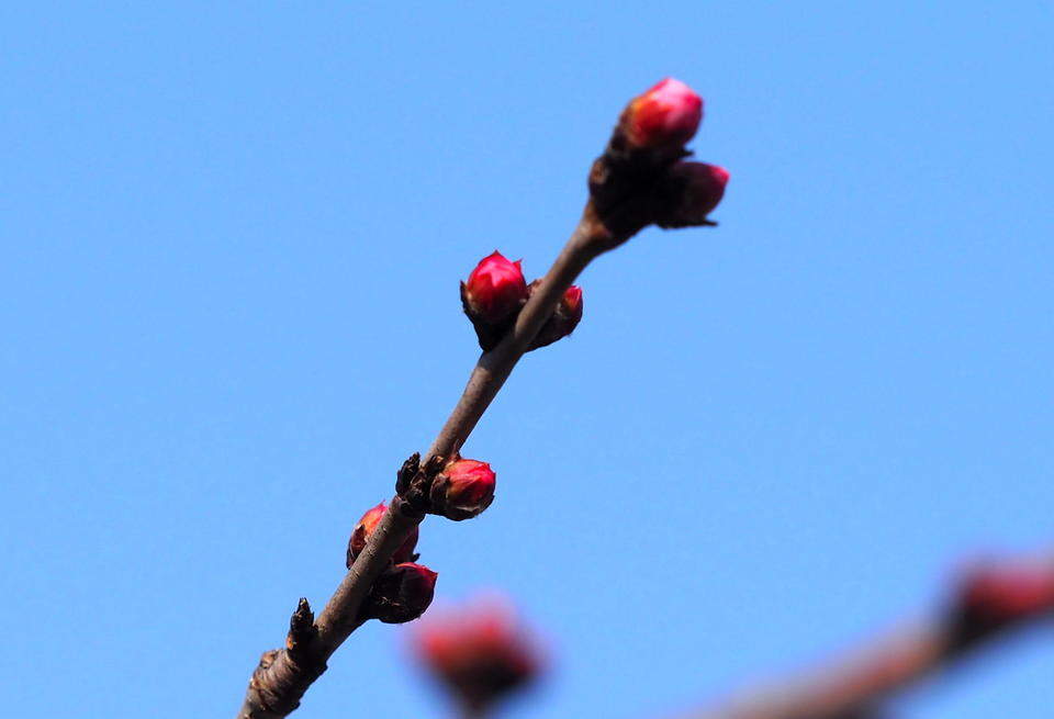 满园春色关不住，千佛山的山桃花马上就开了