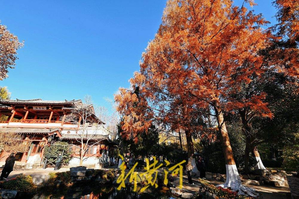 趵突泉畔水杉染红妆，与冬菊相映衬，视觉效果“拉满”