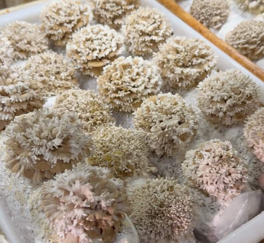 全网追更的“果菌王”，可以开吃了！