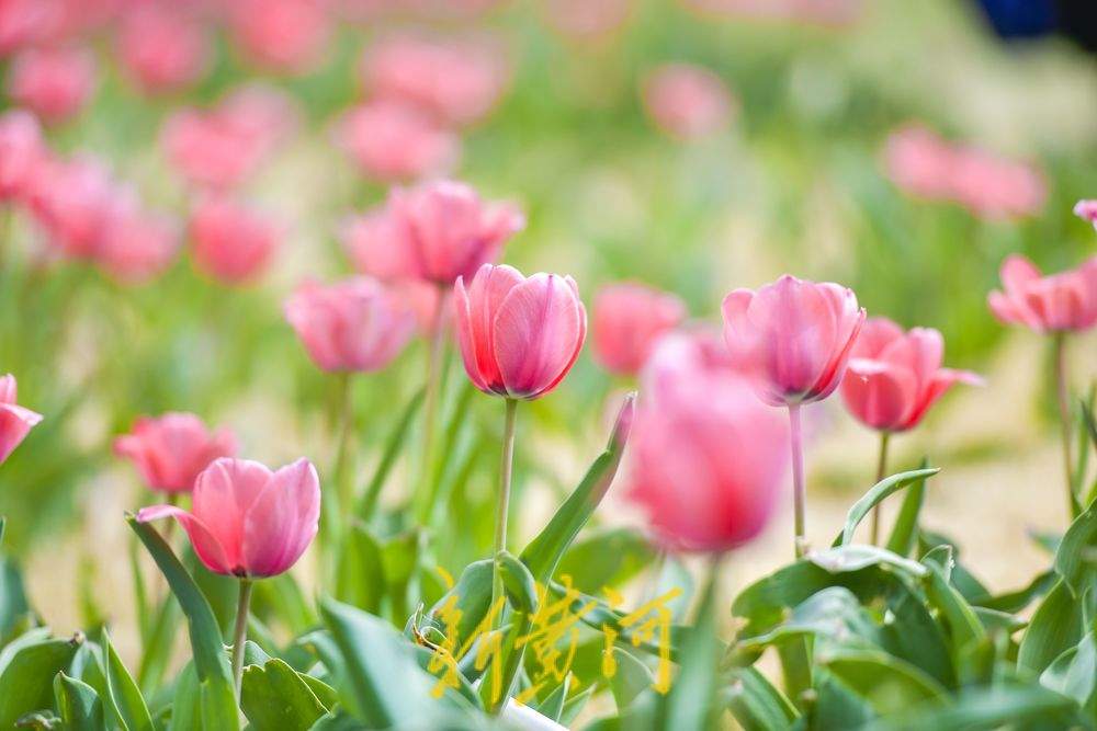 一年四季 泉在济南｜“郁”见明媚春光 人才公园绽放花海