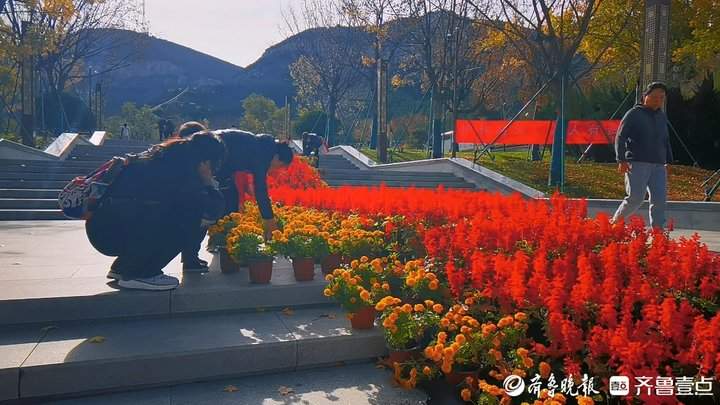 景区鲜花撤展，市民欣喜可以“领养”