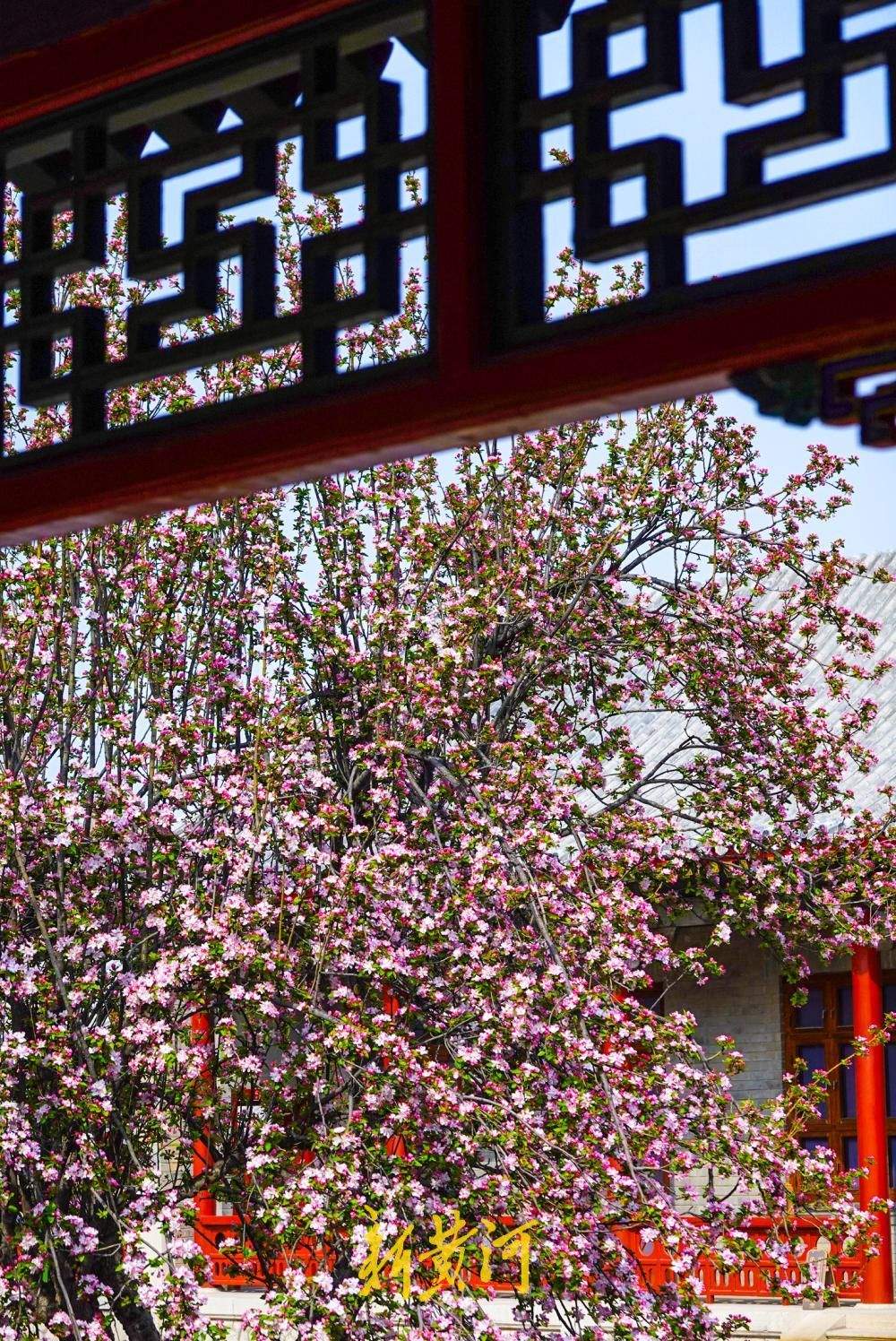 百年老街邂逅春日花事 古建筑博物馆迎来首个赏花季