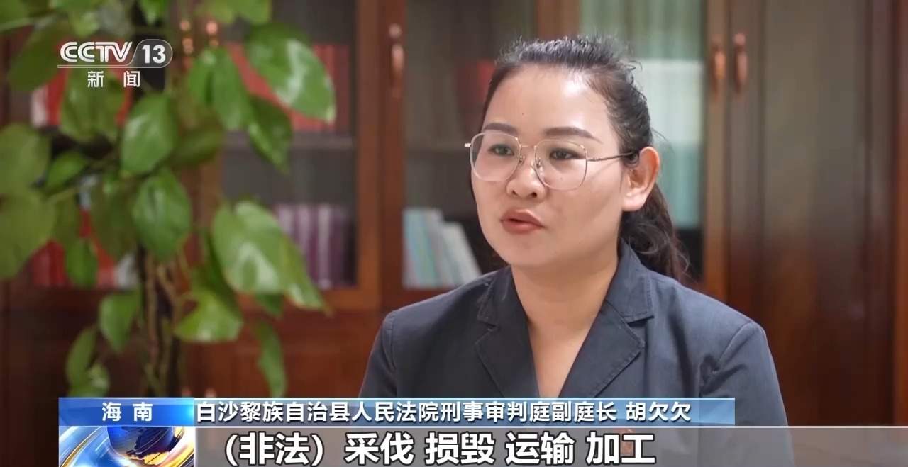 结伙徒步进山 多次在国家公园盗伐珍贵名木 26人被判刑