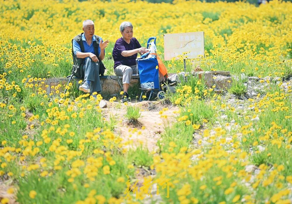 一年四季 泉在济南｜济南蚰蜒山下金菊盛放，游人徜徉花海争相打卡