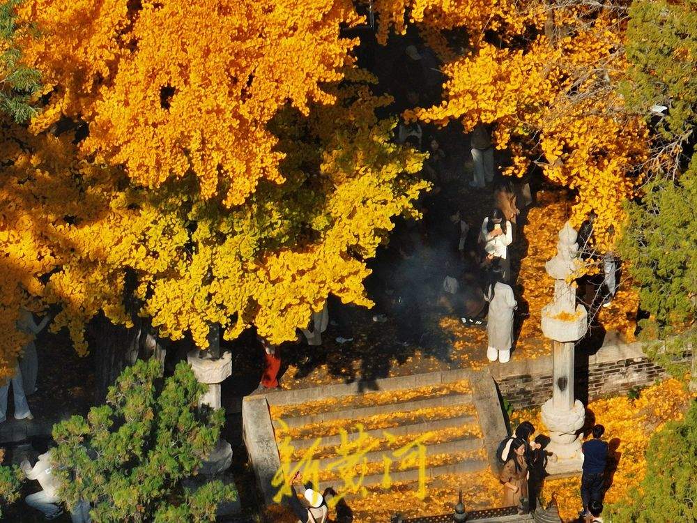 一年四季 泉在济南丨灵岩寺千年古银杏树换金装，深秋泉城诗意浓