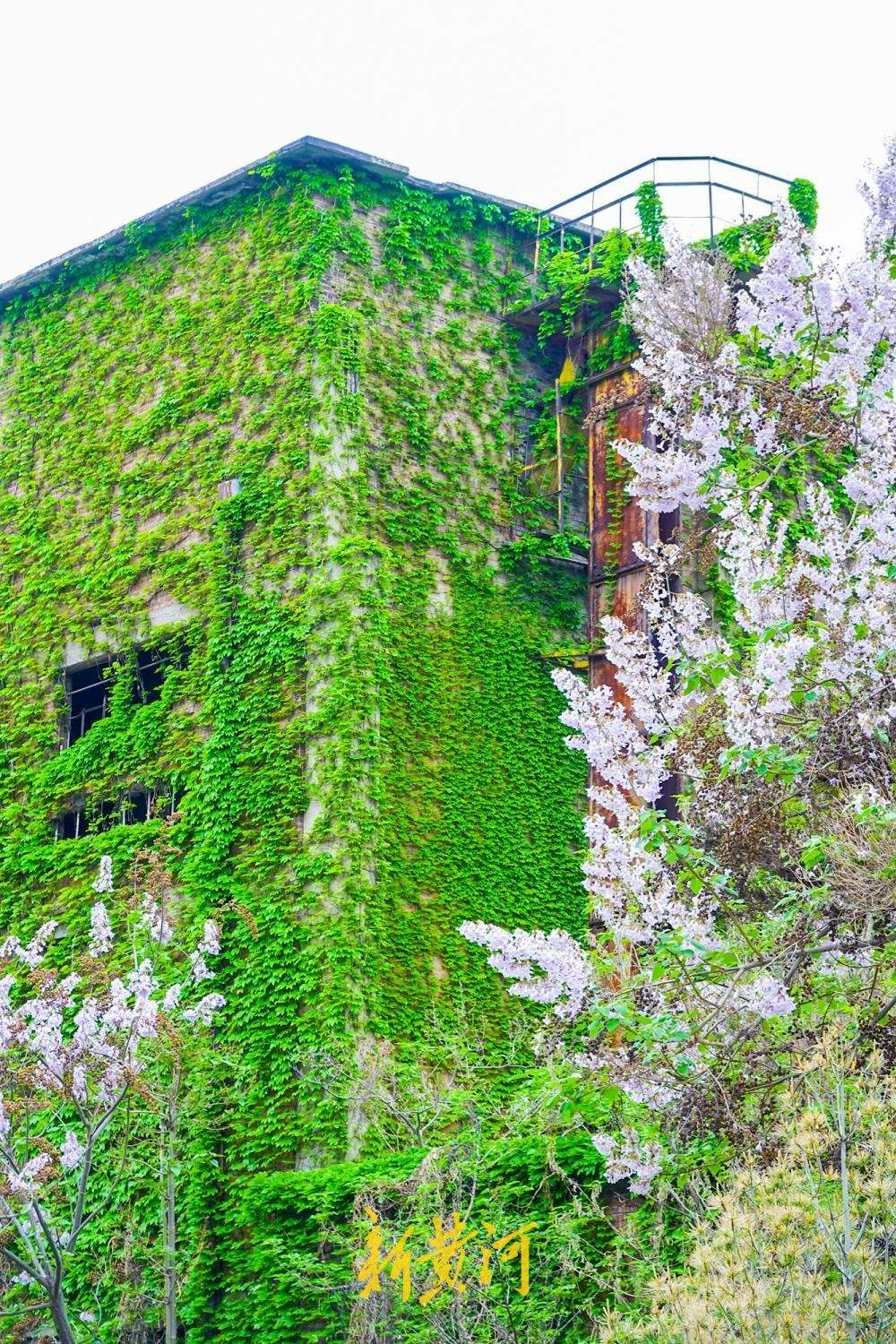 济南这座工业遗迹披青藤，老厂房变身“绿野仙踪”