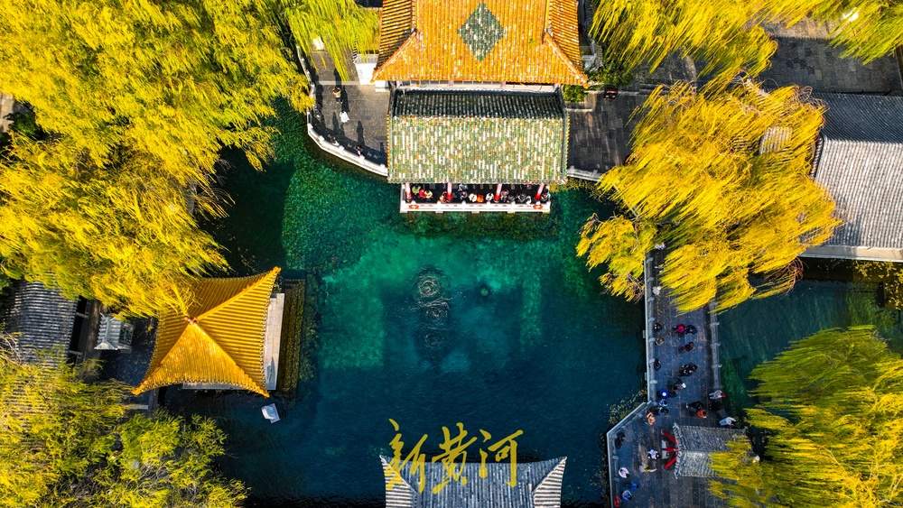 济南趵突泉开启冬日黄金季，泉畔金色垂柳暖意浓