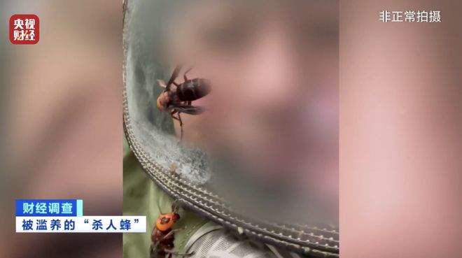 “杀人蜂”遭滥养 有人赚得盆满钵满 央视曝光